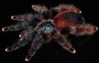 Avicularia braunshauseni