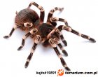 Acanthoscurria Acanthoscurria