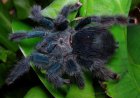 Avicularia geroldi Avicularia geroldi