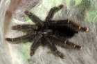 Avicularia juruensis Avicularia juruensis