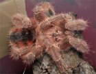 Avicularia minatrix Avicularia minatrix