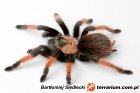 Brachypelma Brachypelma