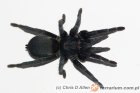 Chaetopelma Chaetopelma