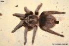 Citharacanthus Citharacanthus