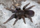 Coremiocnemis Coremiocnemis