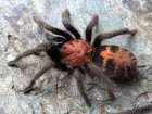 Cyclosternum Cyclosternum