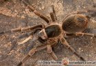 Cyrtopholis Cyrtopholis