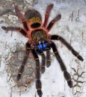 Ephebopus Ephebopus