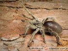Eucratoscelus Eucratoscelus