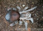 Eupalaestrus Eupalaestrus