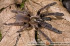 Haploclastus Haploclastus