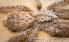 Heteroscodra Heteroscodra