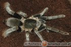 Hysterocrates Hysterocrates