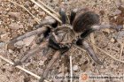 Lasiodorides Lasiodorides