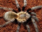 Ornithoctonus Ornithoctonus