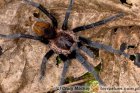 Plesiopelma Plesiopelma