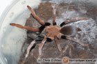 Selenocosmia Selenocosmia