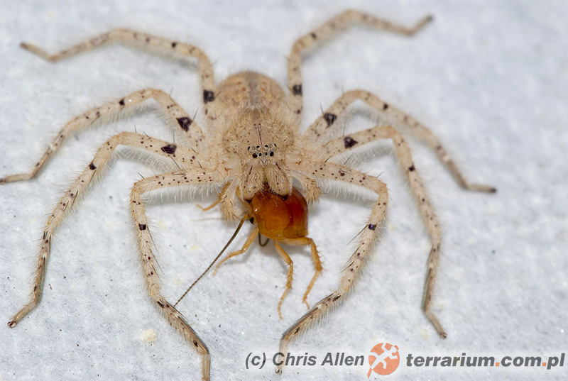 Heteropoda davidbowie ptaszniki ptasznik.pl