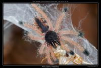   Avicularia metallica  - młody osobnik (c)  Jakob L 