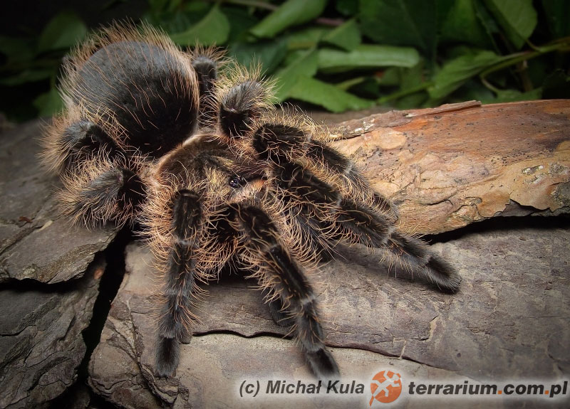 Brachypelma albopilosum ptasznik kędzierzawy ptaszniki ptasznik.pl