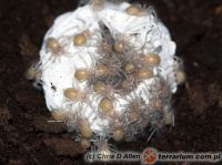   Lampropelma nigerrimum  - kokon z młodymi
(c) Chris D Allen 