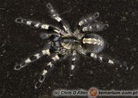   Poecilotheria tigrinawesseli  - dojrzała samica (c) Chris D Allen