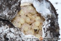  Selenocosmia effera  - młode pająki w kokonie (c) Chris D Allen