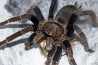 Coremiocnemis obscura