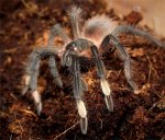 Sericopelma