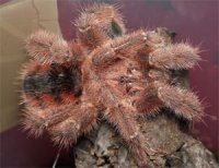 Avicularia minatrix