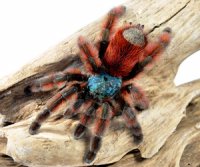 Avicularia versicolor - ptasznik wielobarwny