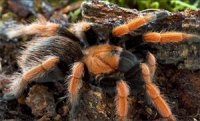 Aphonopelma bicoloratum