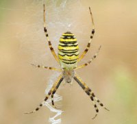 Argiope bruennichi - tygrzyk paskowany