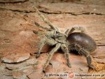 Eucratoscelus