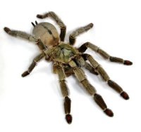 Psalmopoeus cambridgei - ptasznik trynidadzki