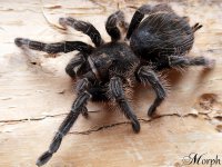 Brachypelma albopilosum - ptasznik kędzierzawy