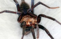 Linothele fallax Linothele fallax