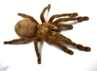 Avicularia laeta Avicularia laeta
