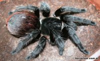 Brachypelma sp. 'angustum'