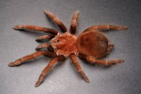 Acanthoscurria antillensis Acanthoscurria antillensis