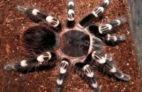 Acanthoscurria theraphosoides Acanthoscurria theraphosoides