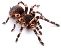 Acanthoscurria geniculata - ptasznik białokolanowy Acanthoscurria geniculata - ptasznik białokolanowy