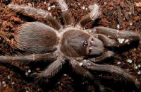 Acanthoscurria insubtilis Acanthoscurria insubtilis