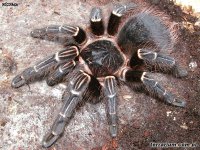 Acanthoscurria juruenicola Acanthoscurria juruenicola