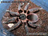 Acanthoscurria musculosa Acanthoscurria musculosa