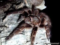 Acanthoscurria sternalis Acanthoscurria sternalis