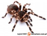 Acanthoscurria Acanthoscurria
