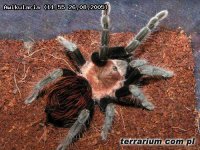 Aphonopelma anax Aphonopelma anax