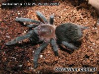 Aphonopelma caniceps Aphonopelma caniceps