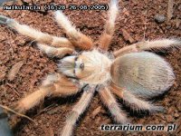 Aphonopelma moderatum Aphonopelma moderatum